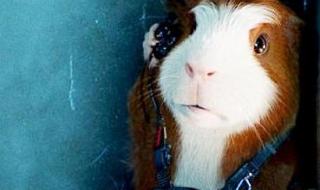 豚鼠特工队好看吗 豚鼠特工队好看吗